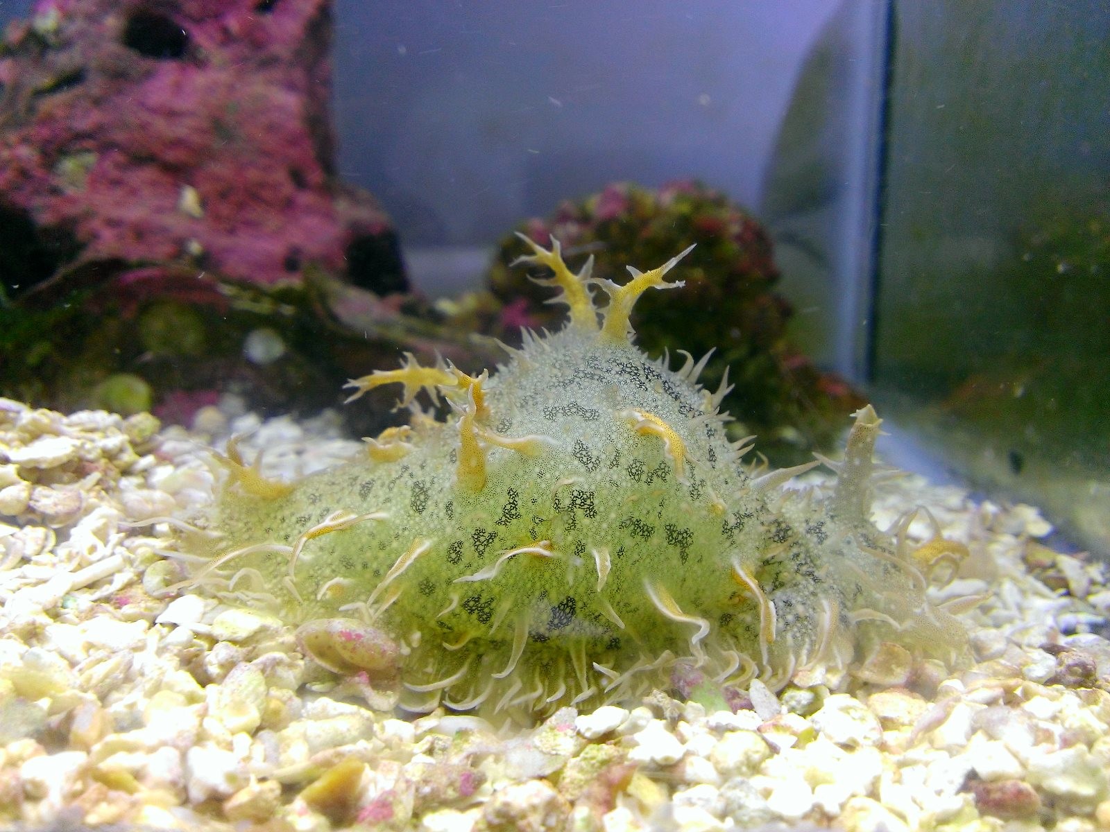  Aplysia fasciata (Brazilian Sea Hare)